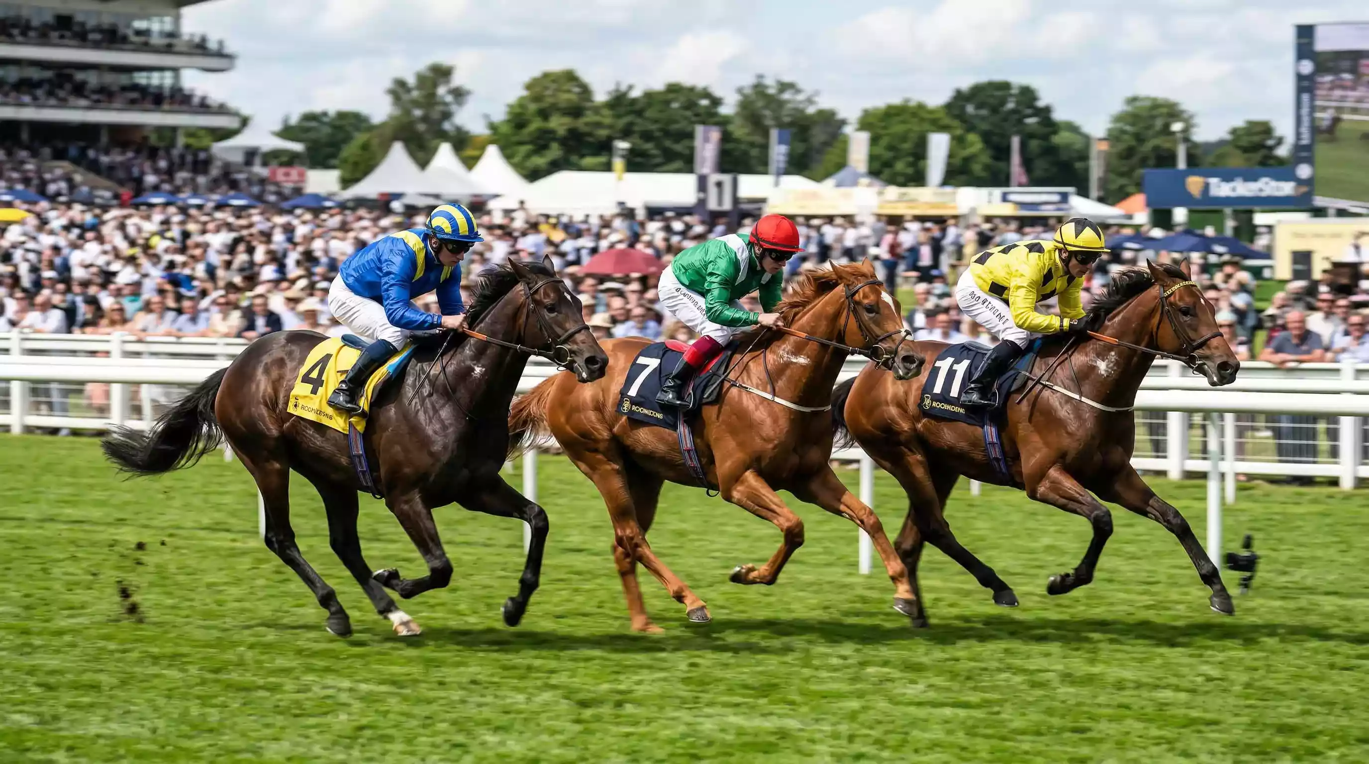 Galopprennen Wetten – Vollblüter im vollen Galopp auf einer Flachbahn